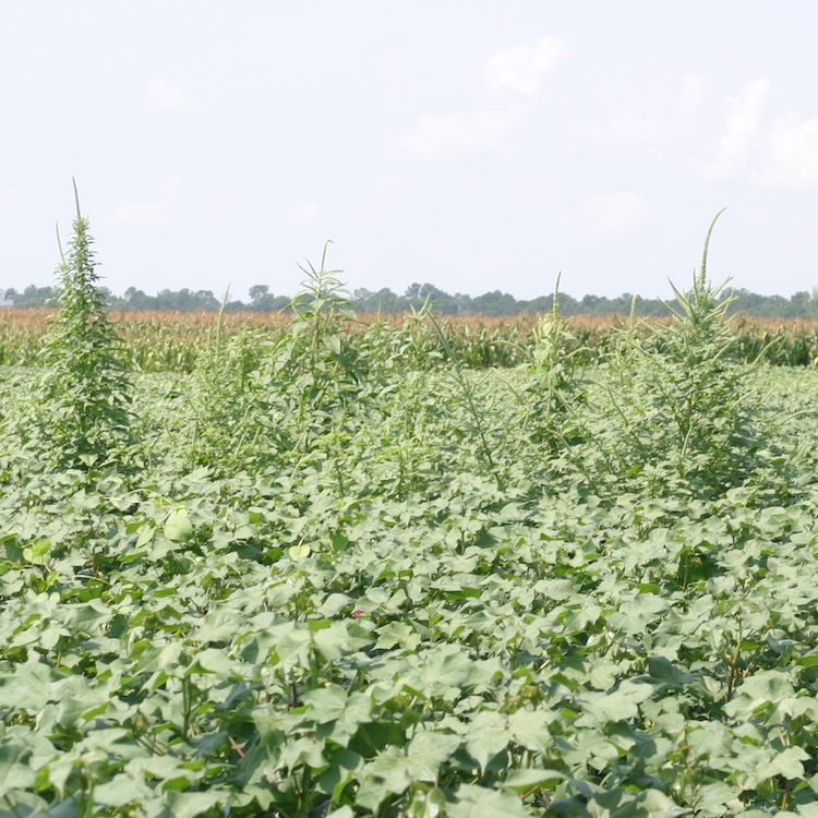 UGA weed science experts weigh effects of dicamba ruling